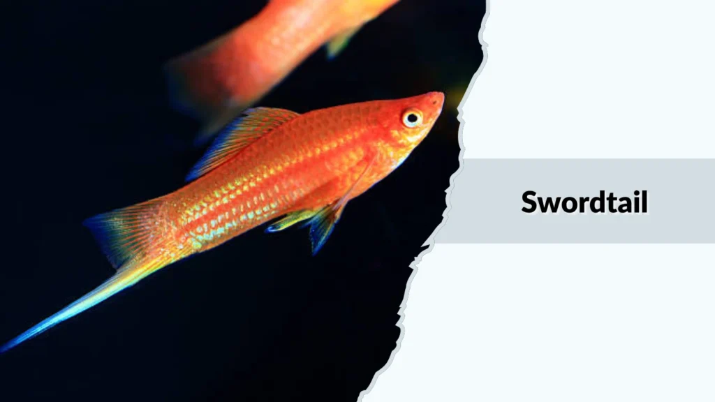 Swordtail