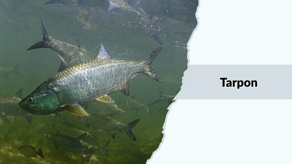 Tarpon