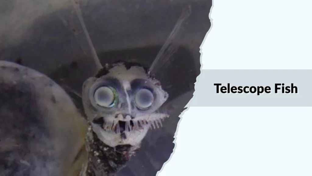 Telescope Fish