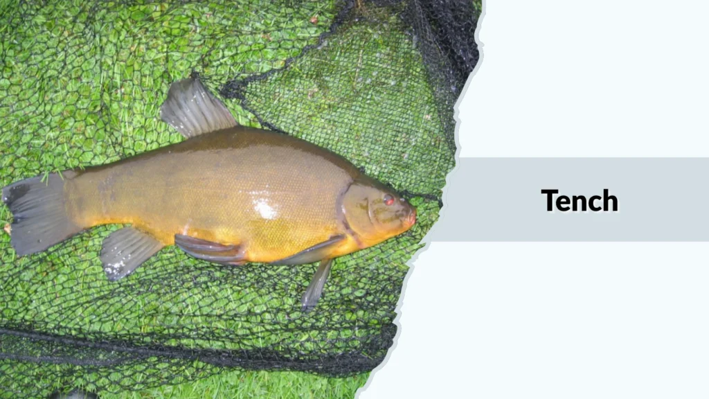 Tench