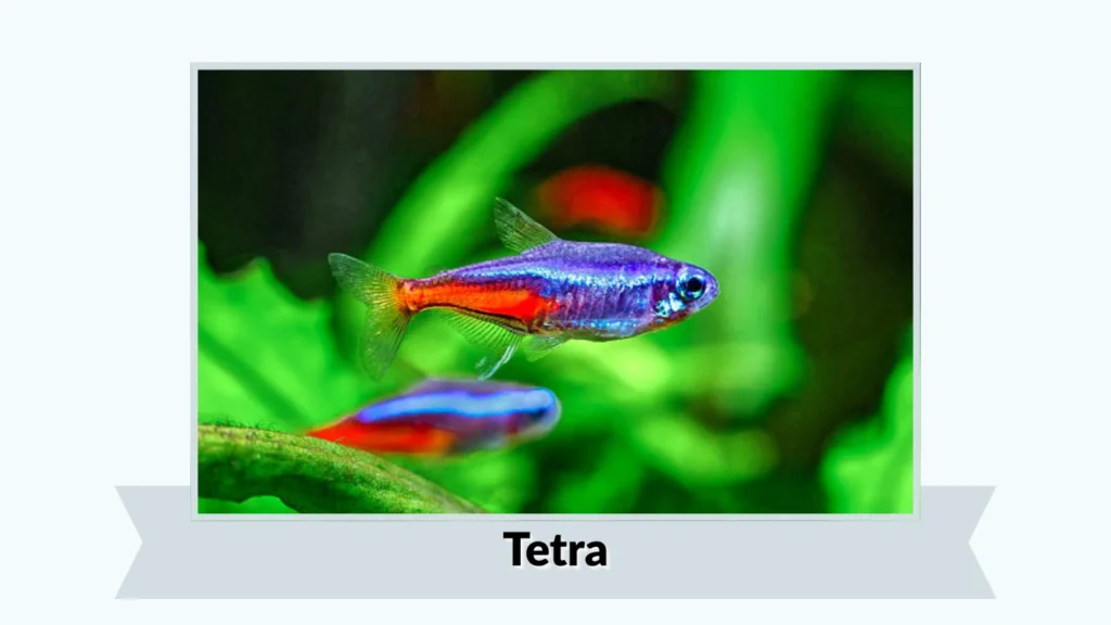 Tetra