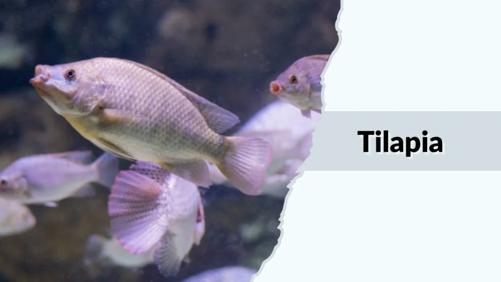 Tilapia