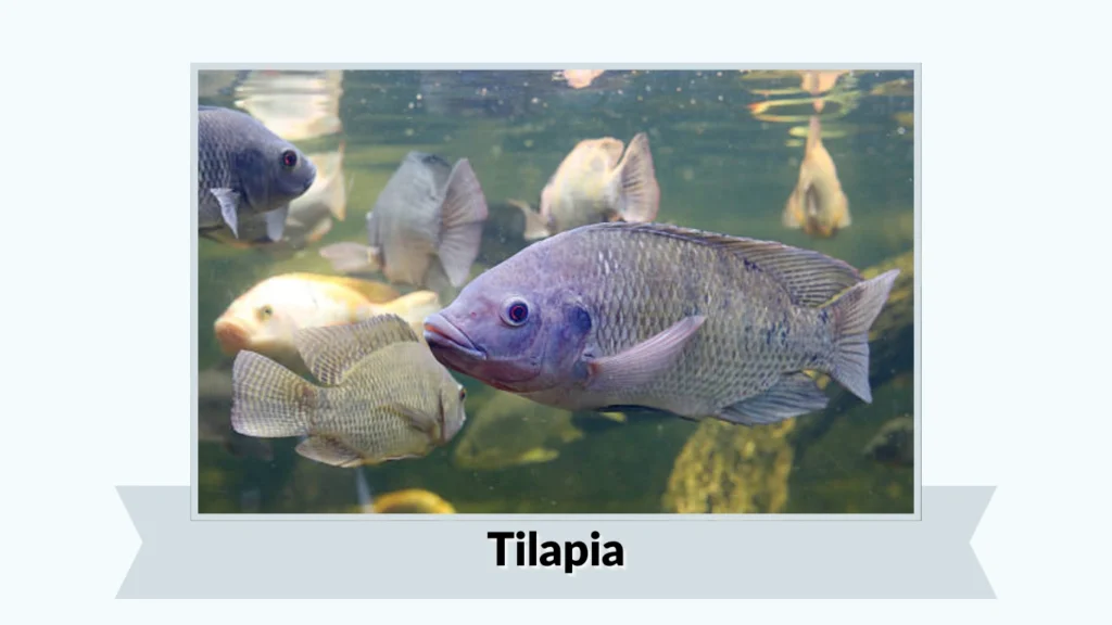 Tilapias