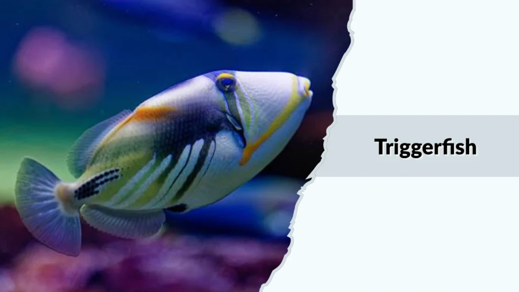 Triggerfish