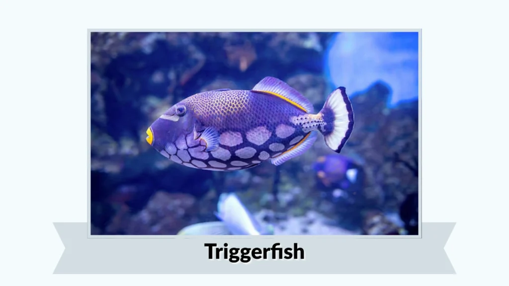 Triggerfish