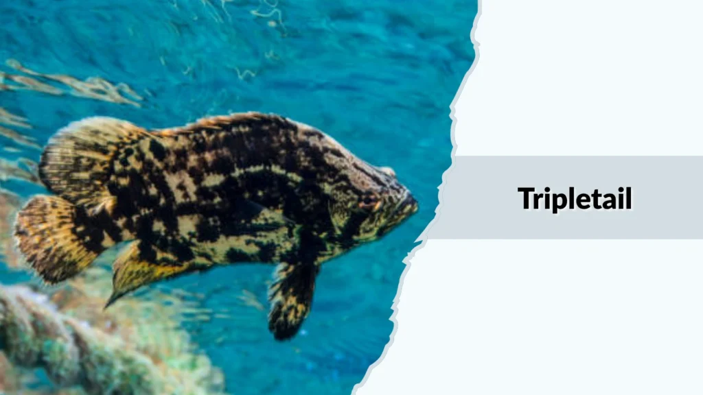 Tripletail
