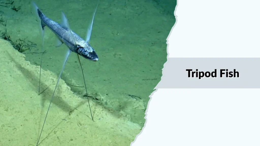Tripod Fish
