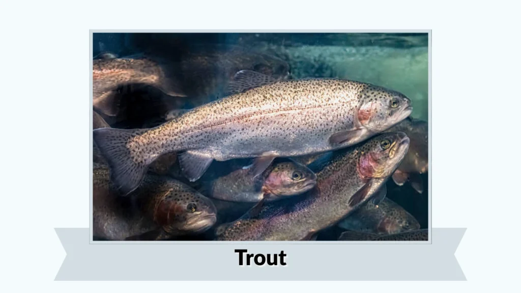 Trout