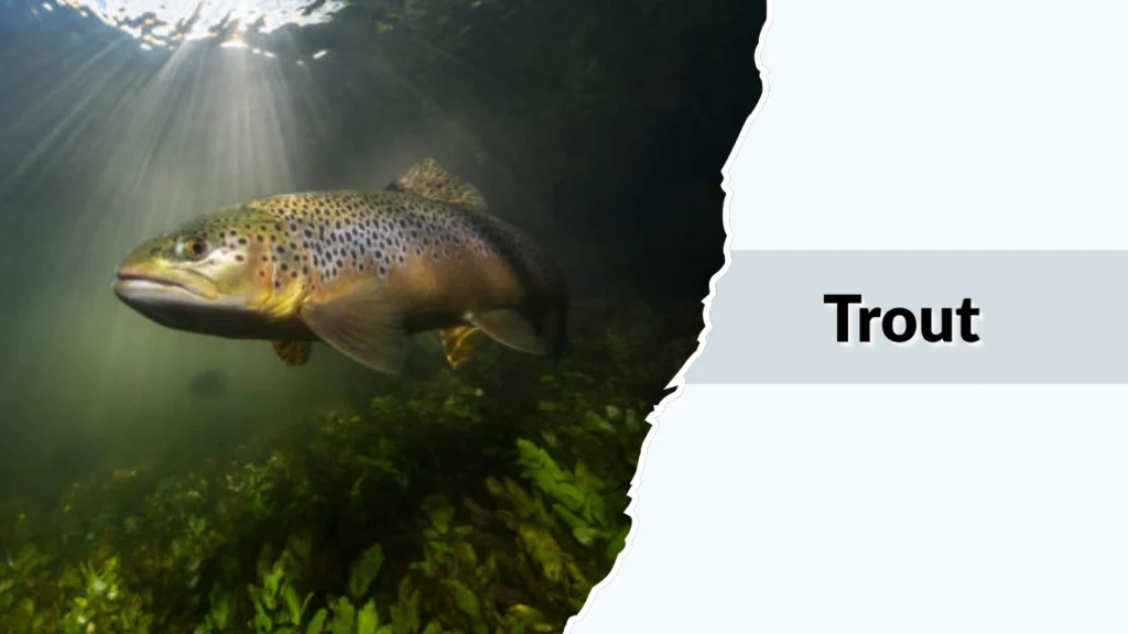 Trout