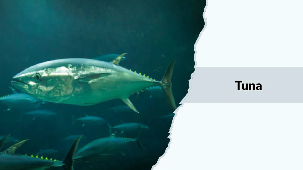 Tuna