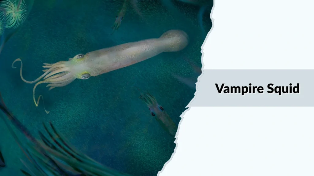Vampire Squid