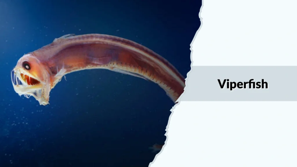 Viperfish