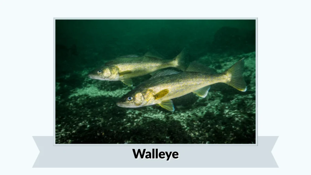 Walleye