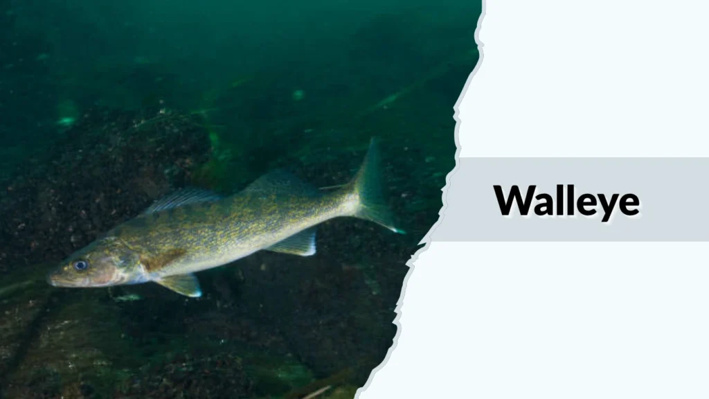 Walleye