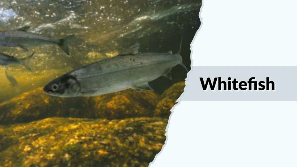 Whitefish