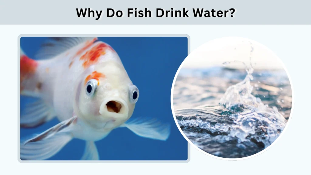 Why Do Fish Drink Water