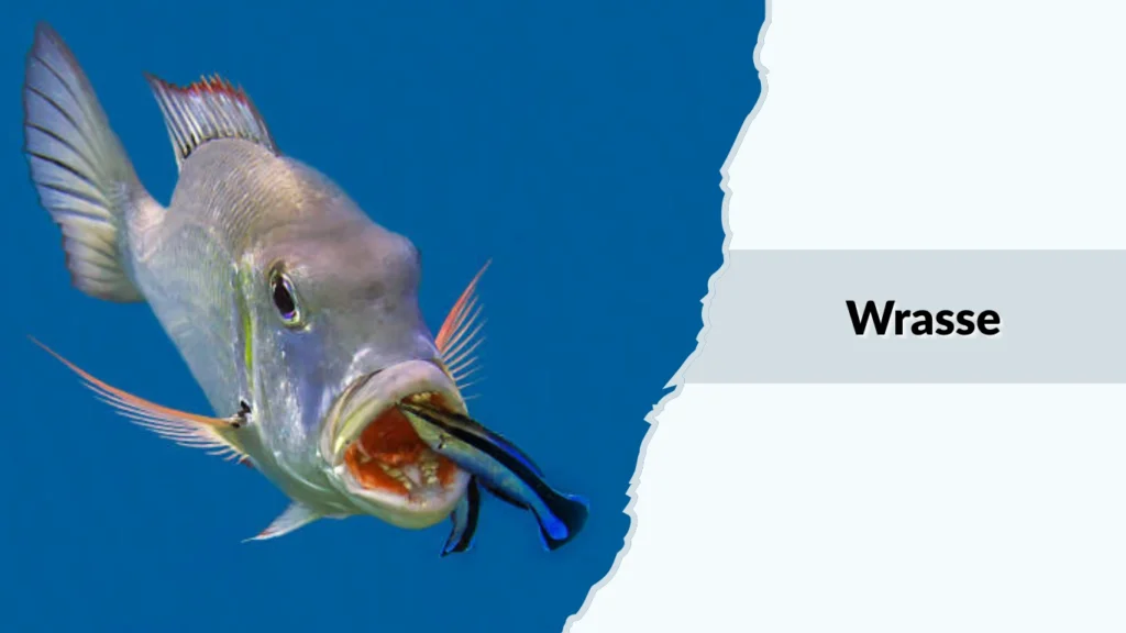 Wrasse