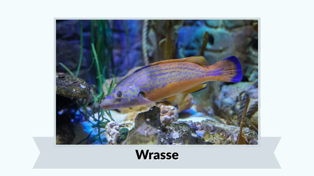 Wrasse