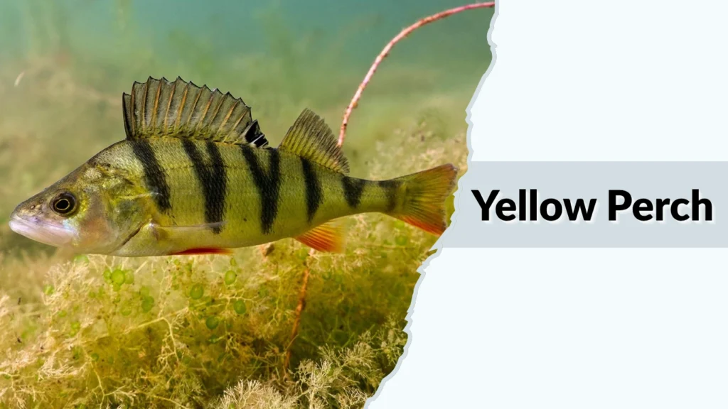 Yellow Perch