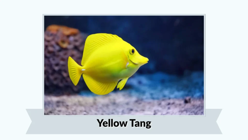 Yellow Tang