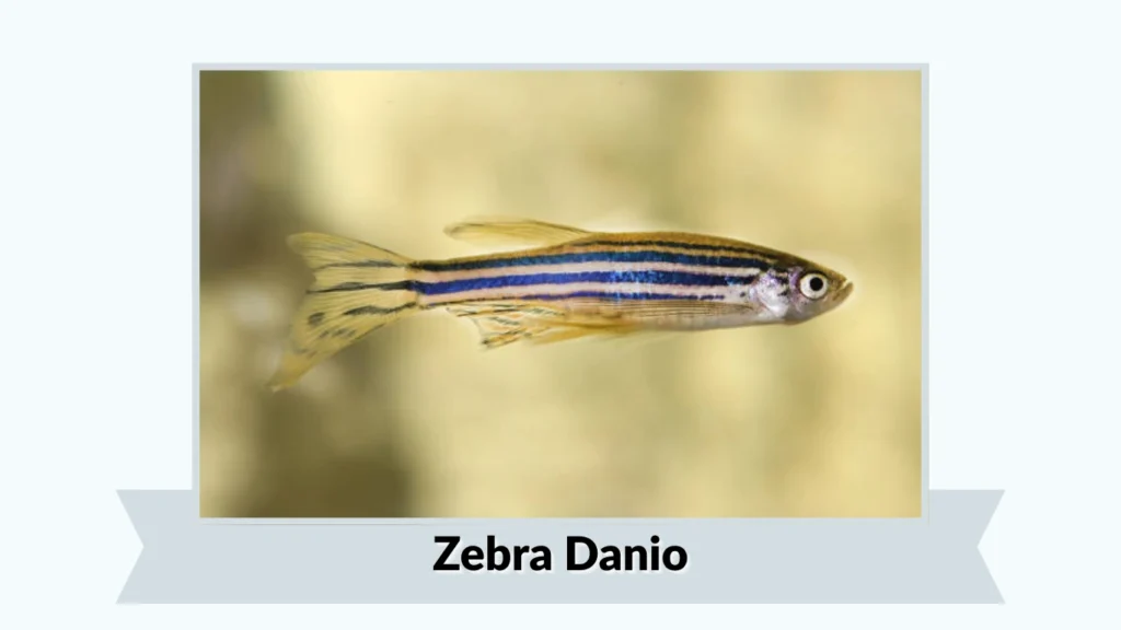 Zebra Danio