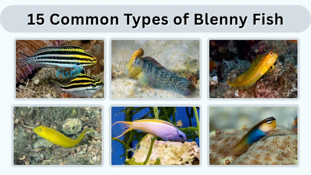 15 Common Types of Blenny Fish Identification with Pictures