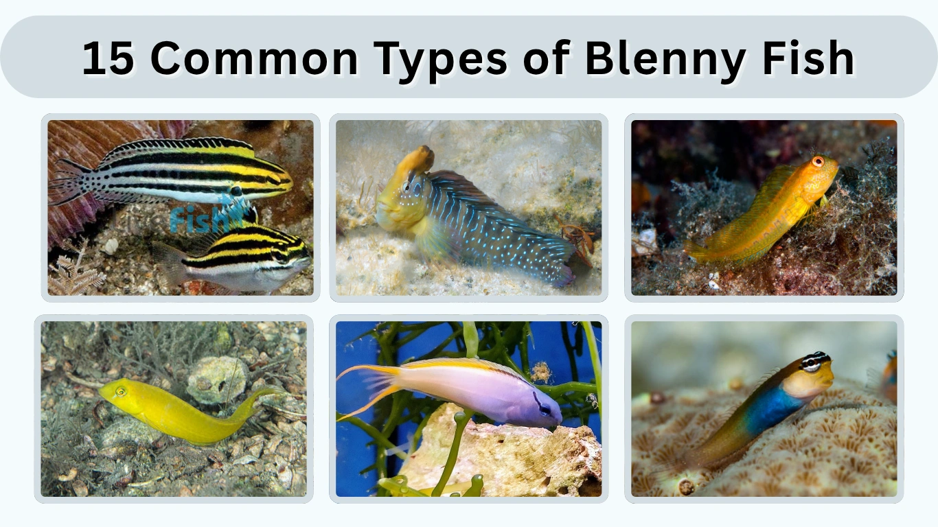 15 Common Types of Blenny Fish Identification with Pictures