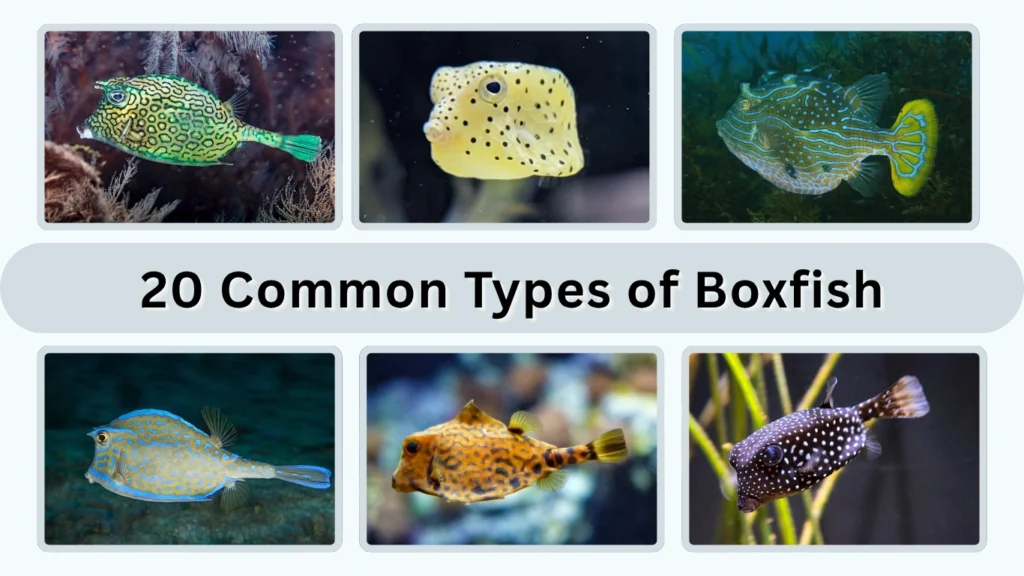20 Common Types of Boxfish Id, With Pictures and Facts
