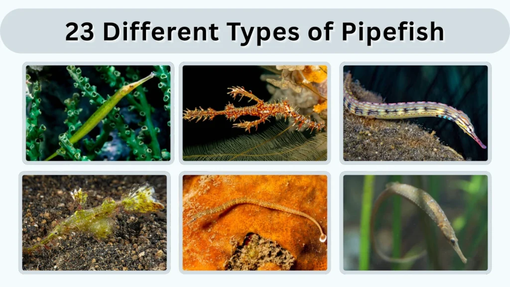 23 Different Types of Pipefish Identification with Pictures