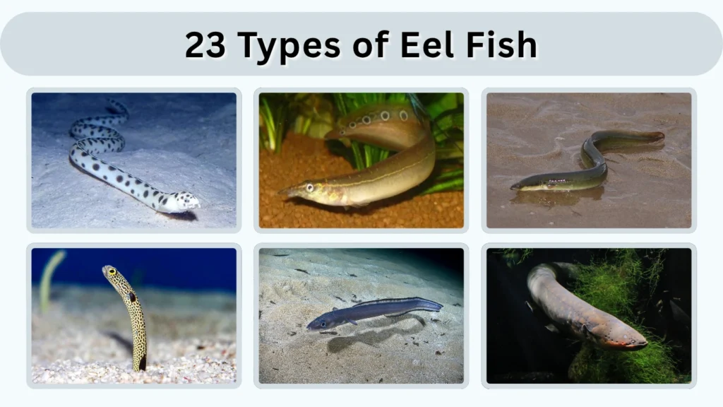 23 Types of Eel Fish Names, Facts, and Identification