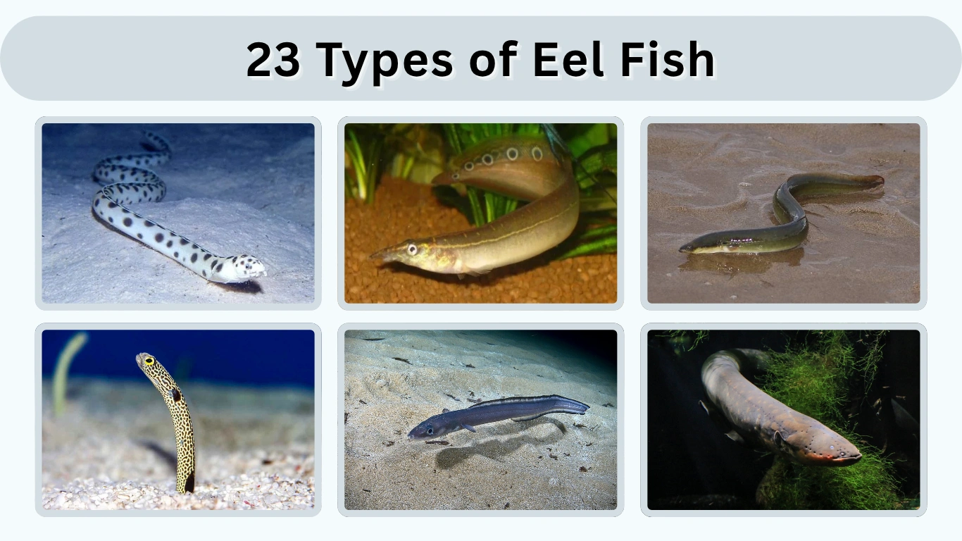 23 Types of Eel Fish Names, Facts, and Identification