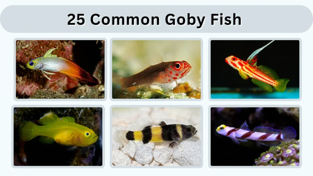 25 Common Goby Fish Species with Identification Guide