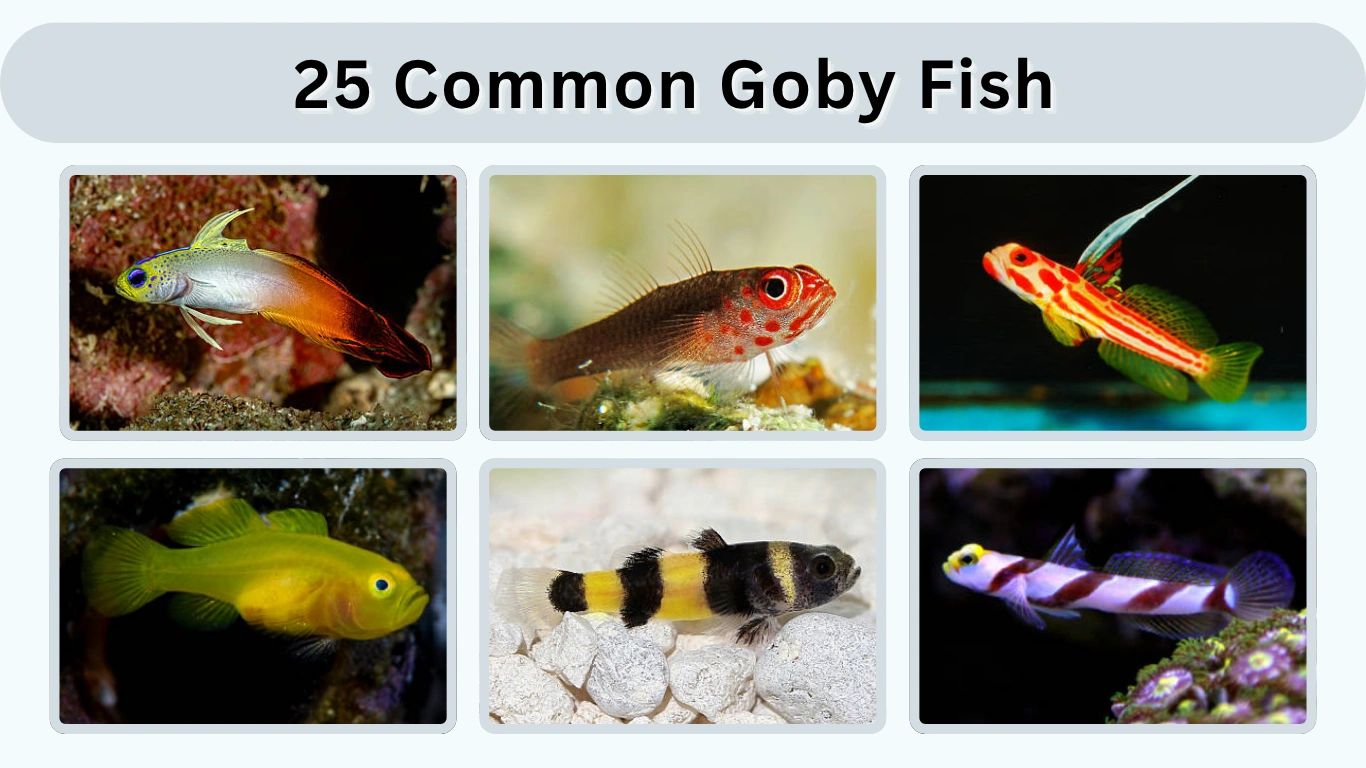 25 Common Goby Fish Species with Identification Guide