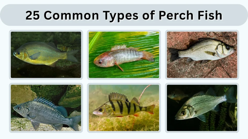 25 Common Types of Perch Fish Identification with Pictures