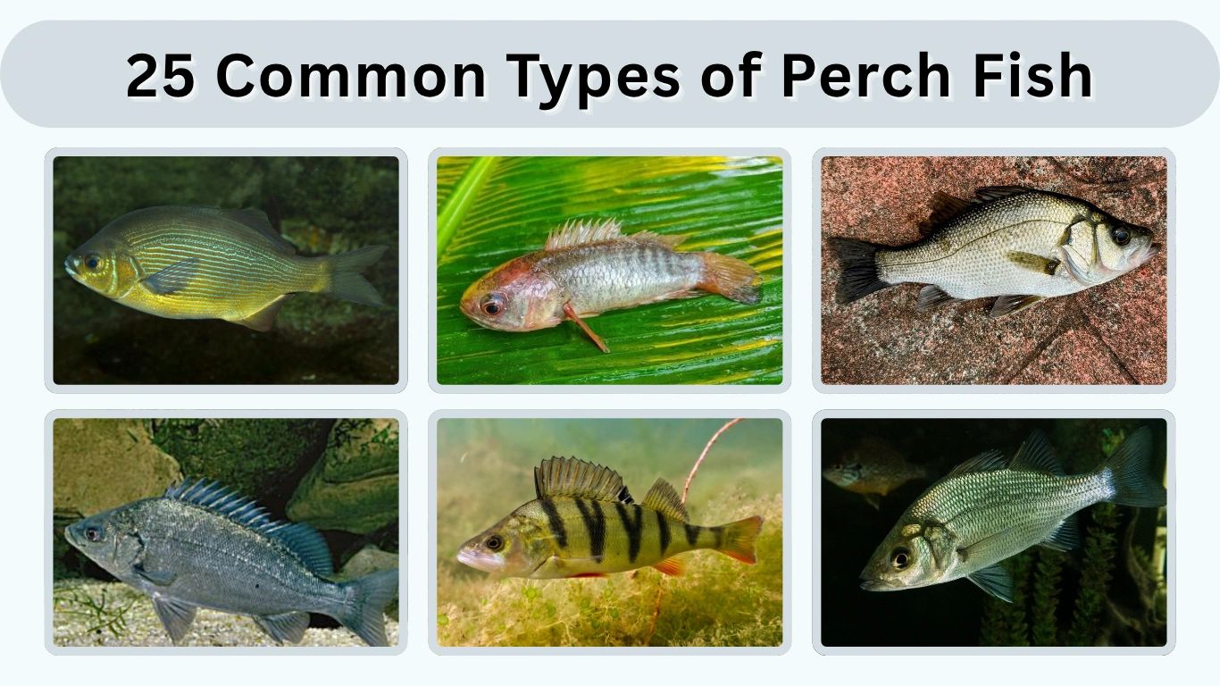 25 Common Types of Perch Fish Identification with Pictures