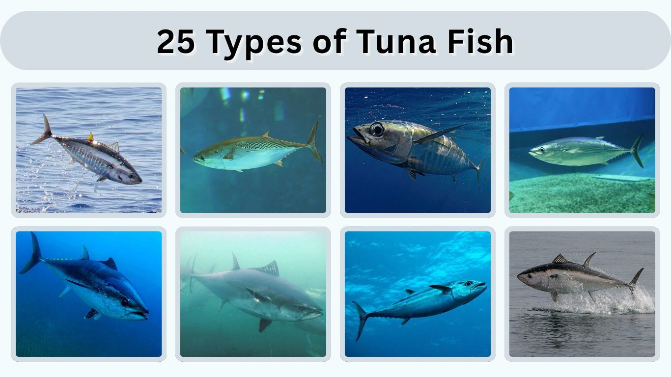 25 Types of Tuna Fish Names and Identification Guide