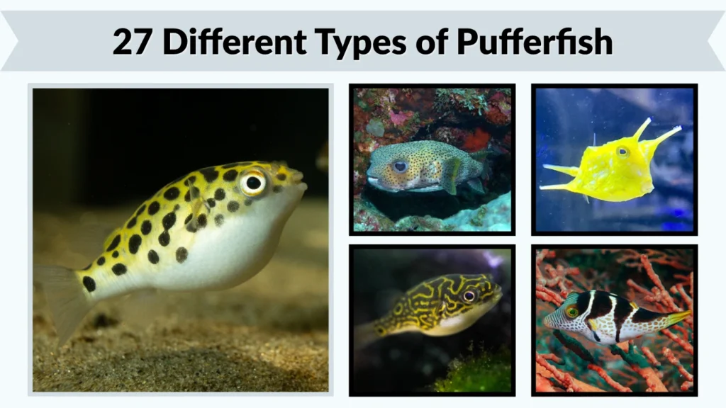 27 Different Types of Pufferfish Identification with Pictures