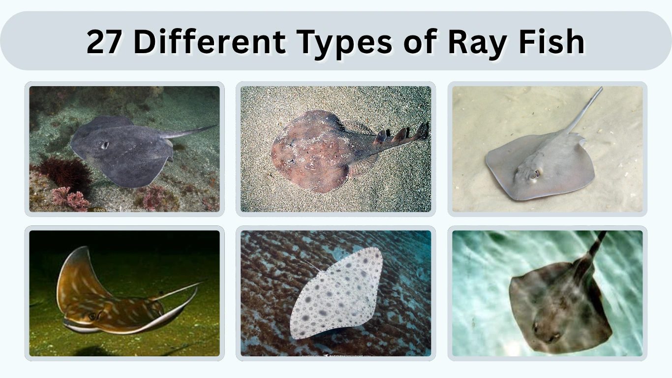 27 Different Types of Ray Fish Names, Facts & Identification