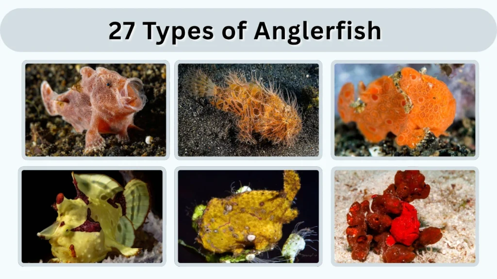 27 Types of Anglerfish With Size, Habitat, Diet and Lifespan