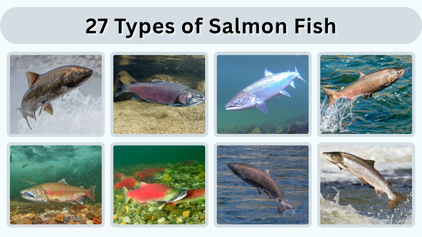 27 Types of Salmon Fish Names and Identification Guide