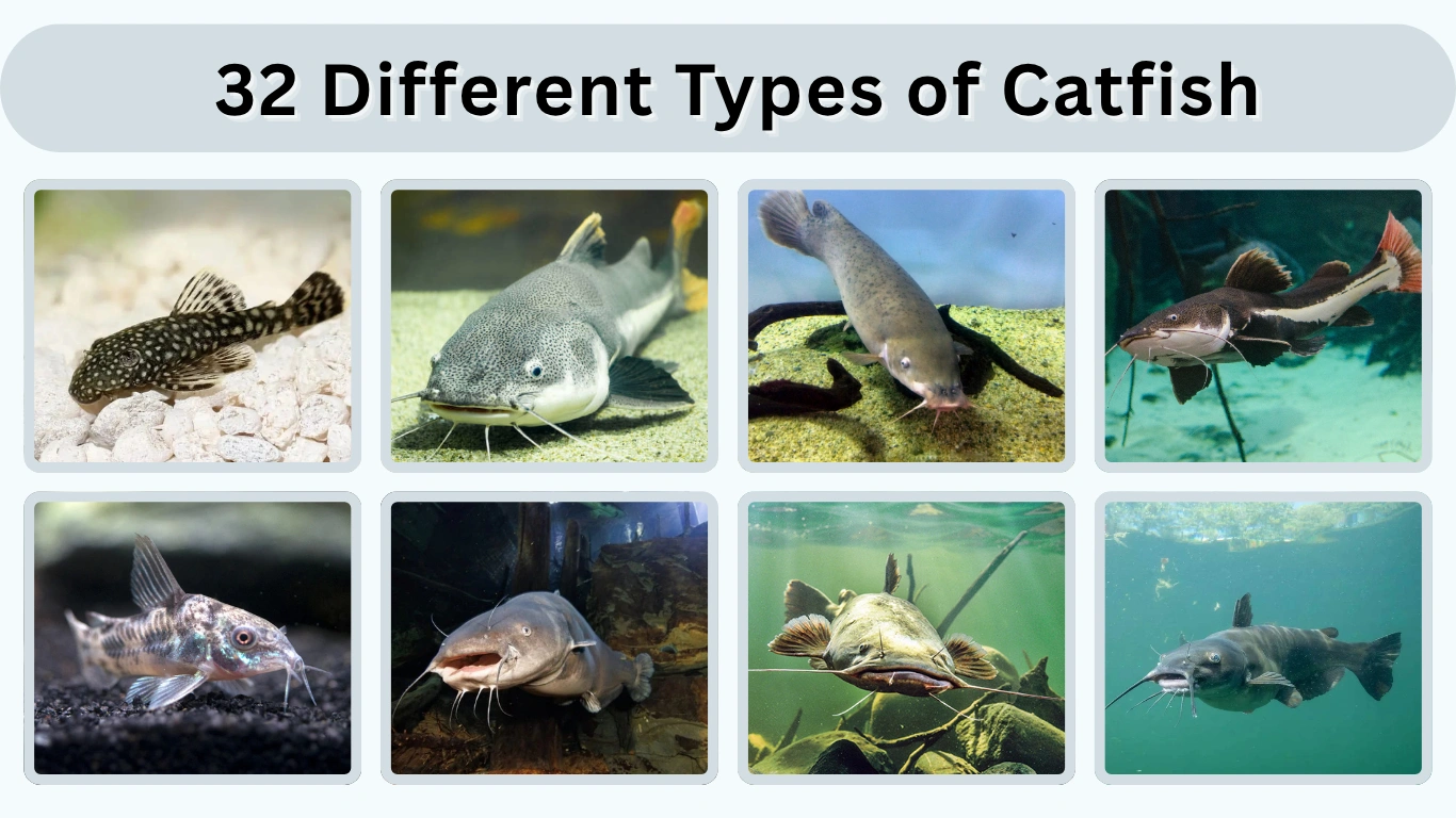 32 Different Types of Catfish Identification with Pictures