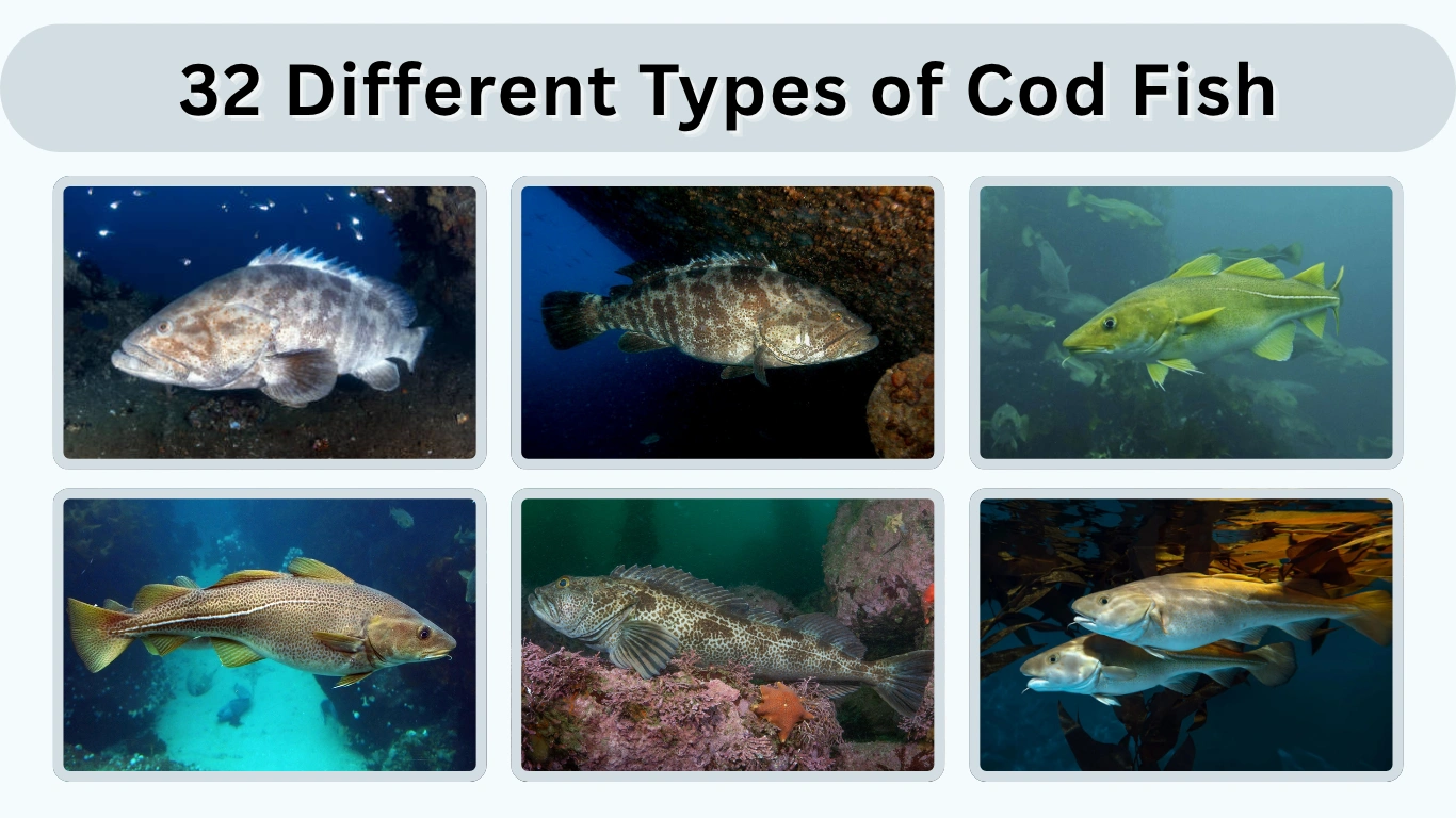 32 Different Types of Cod Fish Identification with Pictures