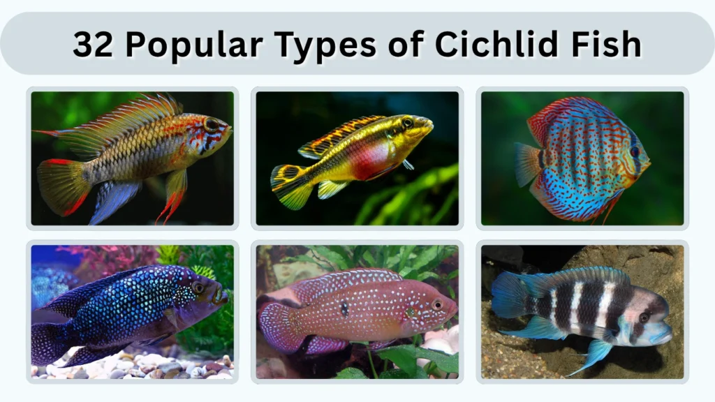 32 Popular Types of Cichlid Fish Identification with Pictures