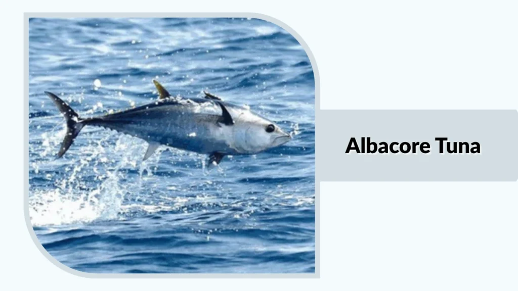 Albacore Tuna