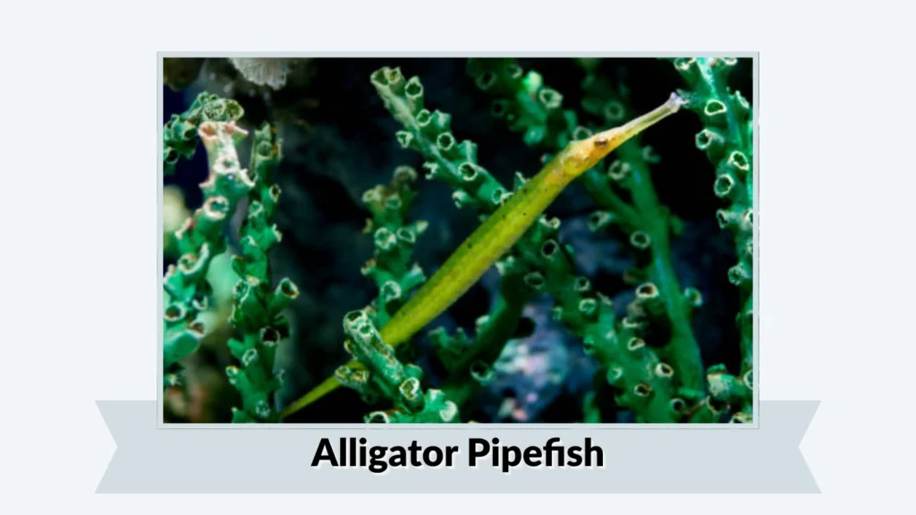 Alligator Pipefish