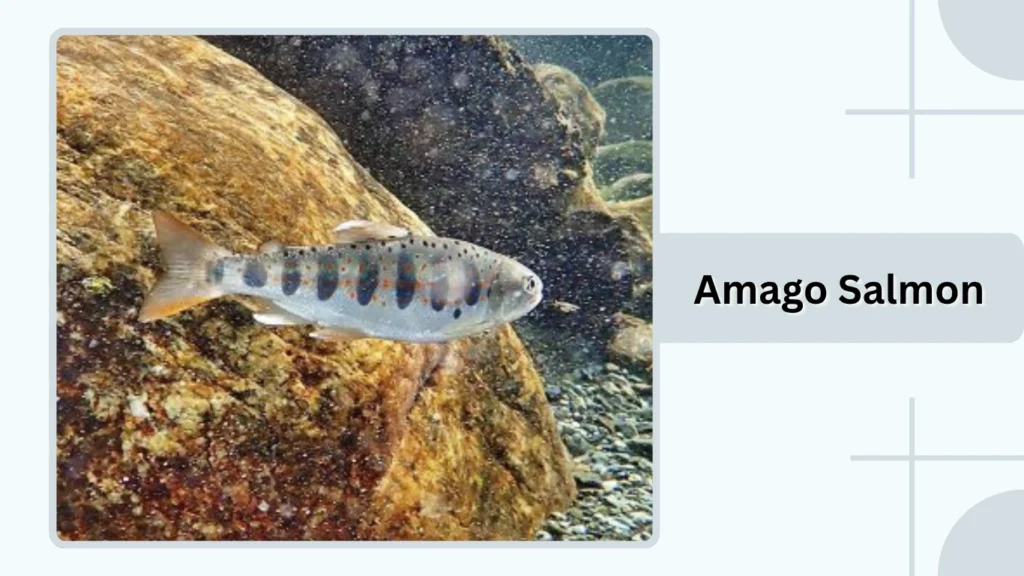 Amago Salmon