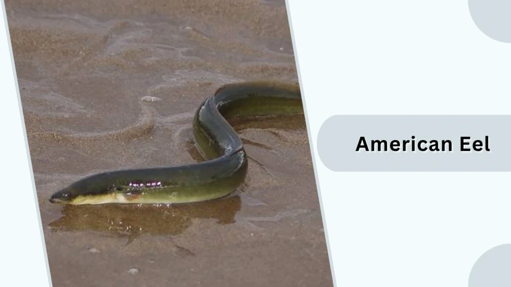 American Eel