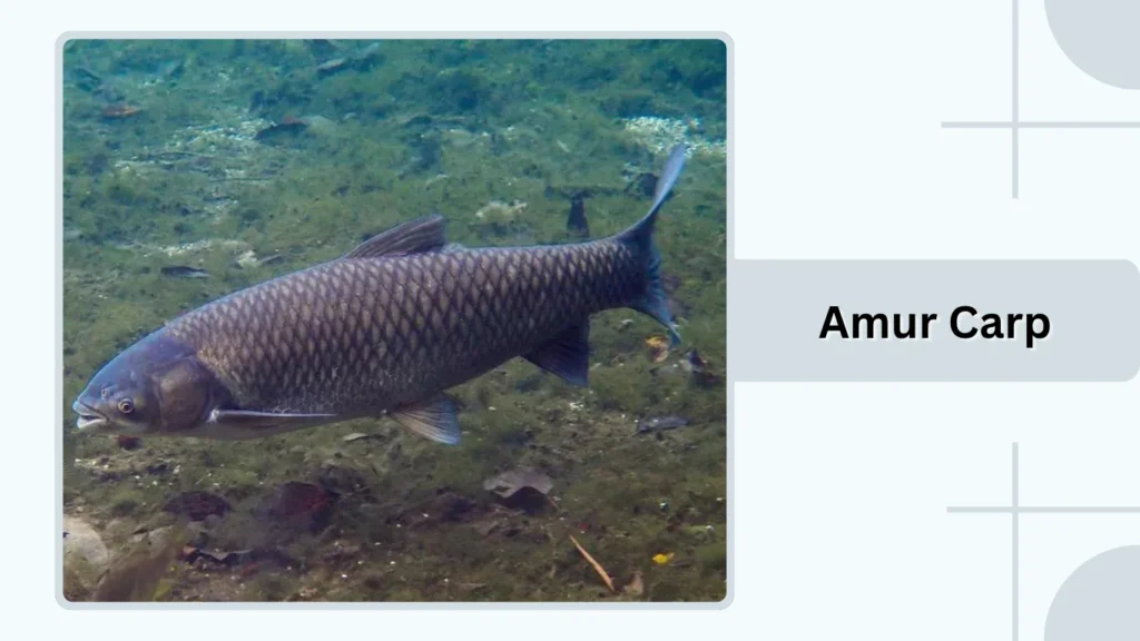 Amur Carp