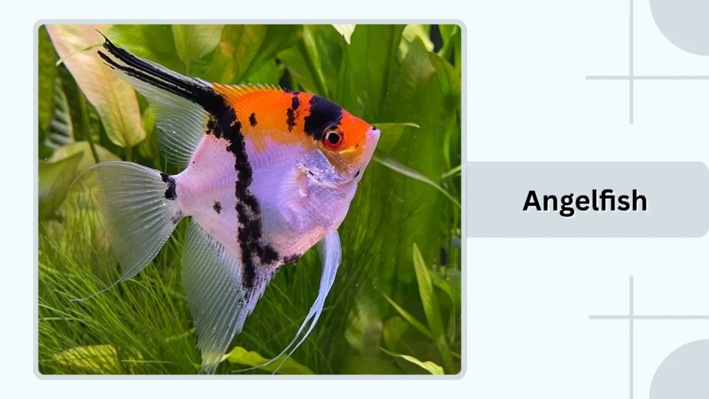 Angelfish