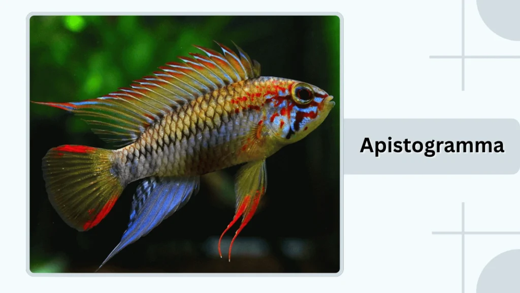 Apistogramma